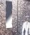 oriental_grey