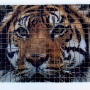 HD Mosaïque carrelage Lion