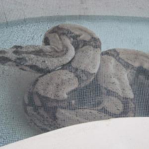 Mosaïque de verre hd pools05_1