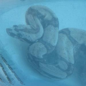 Mosaïque de verre hd pools05_3